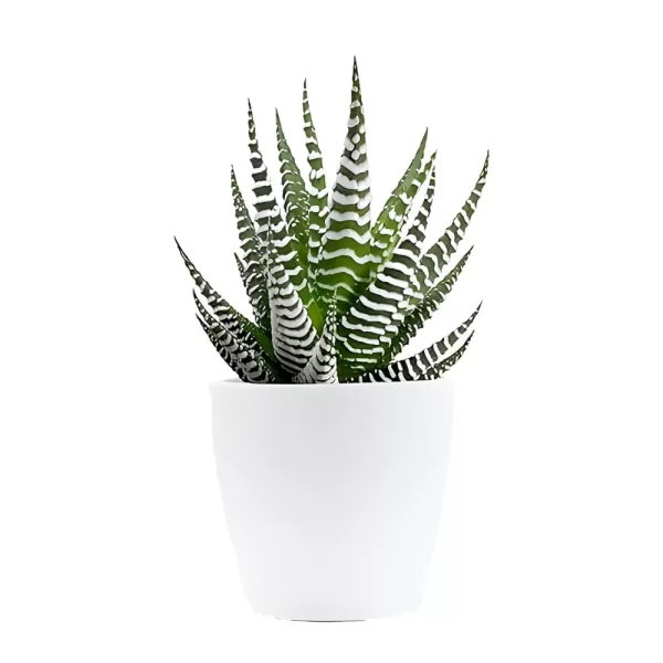 Zebra Cactus