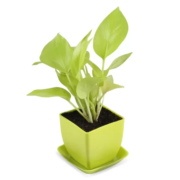 money plant