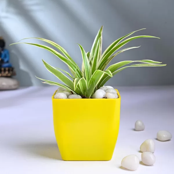 spider plant